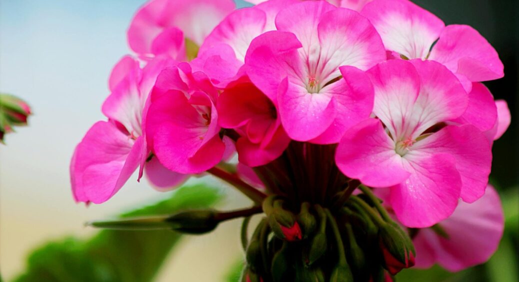 Формула “5 вузлів” – і герань буде цвісти, як ніколи раніше: як правильно обрізати кущі навесні? 