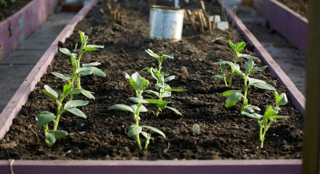 Я 30 років вирощую розсаду і вже “собаку на цьому з’їла”: що сіяти в лютому – записуйте швидше 