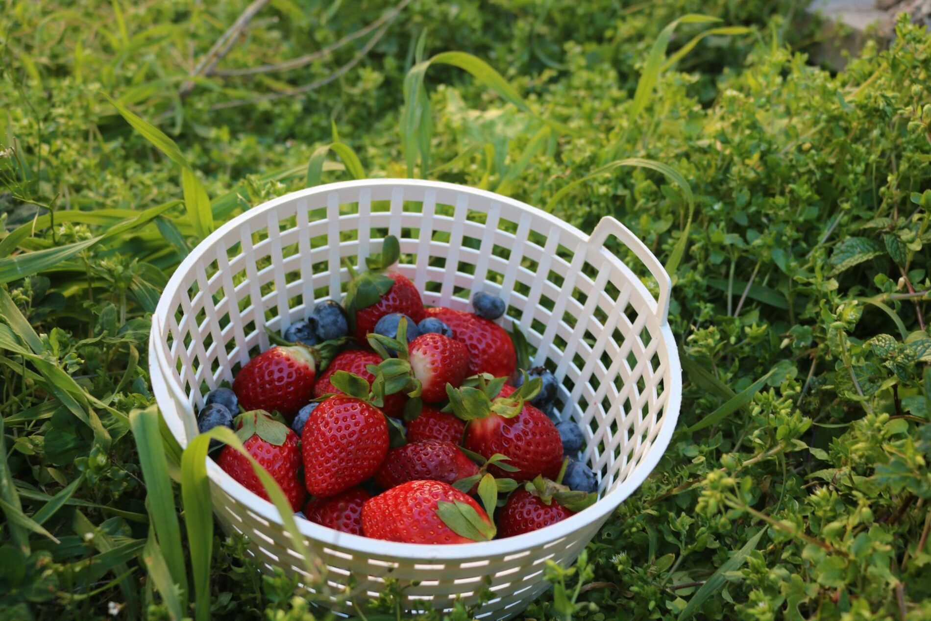 Городники поділилися простим добривом для збільшення врожаю полуниці