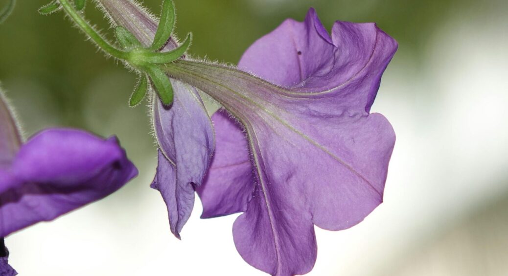 Сусід казав: “Ти сієш петунію не як всі”, я йому відповідала: “Просто почекай”! Квітка стала королевою саду 