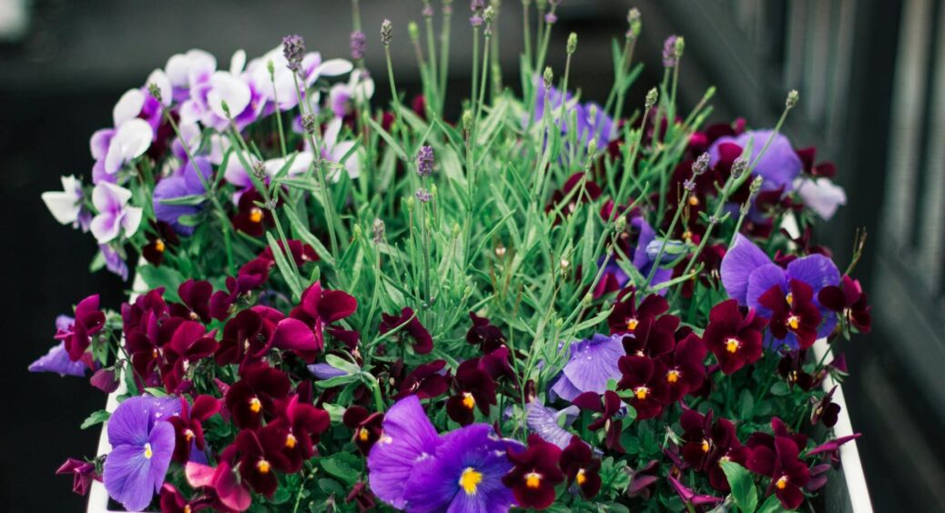 Була квітникаркою, а стала фокусницею: ці 3 підкормки зробили справжнє диво з домашніми рослинами 