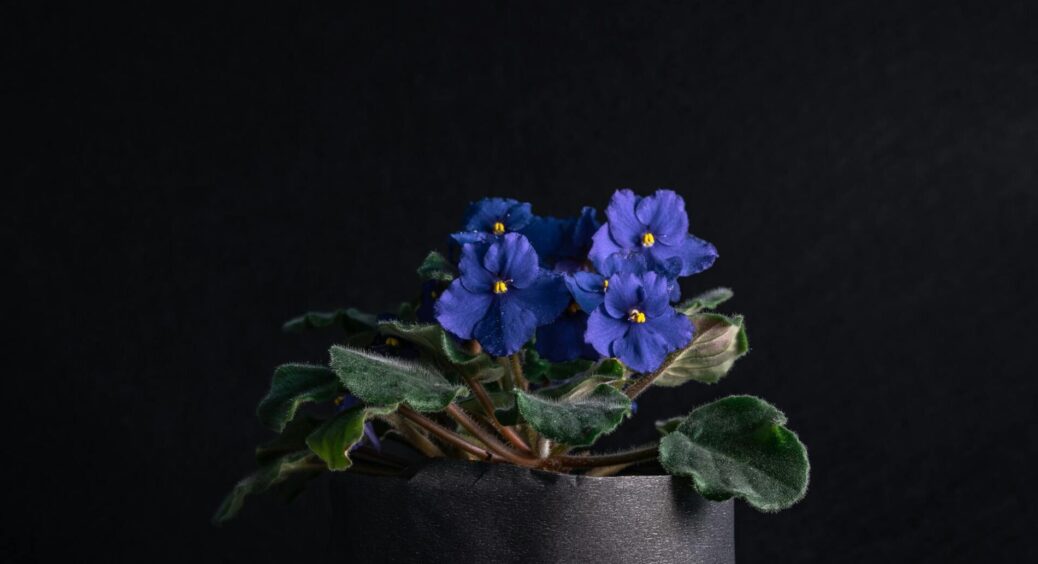 Оживуть навіть “безнадійні” екземпляри: просочила ґрунт цим простим добривом – і квіти пустились у цвітіння 