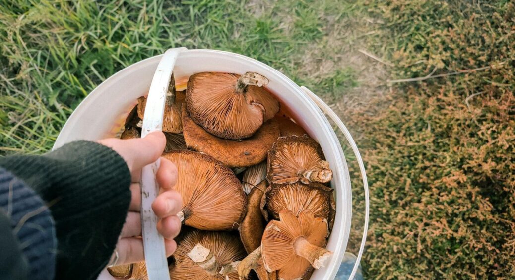 Розвінчуємо міф: білі гриби на ділянці не виростуть ніколи – а ось ці 5 видів приживуться за 1 сезон 