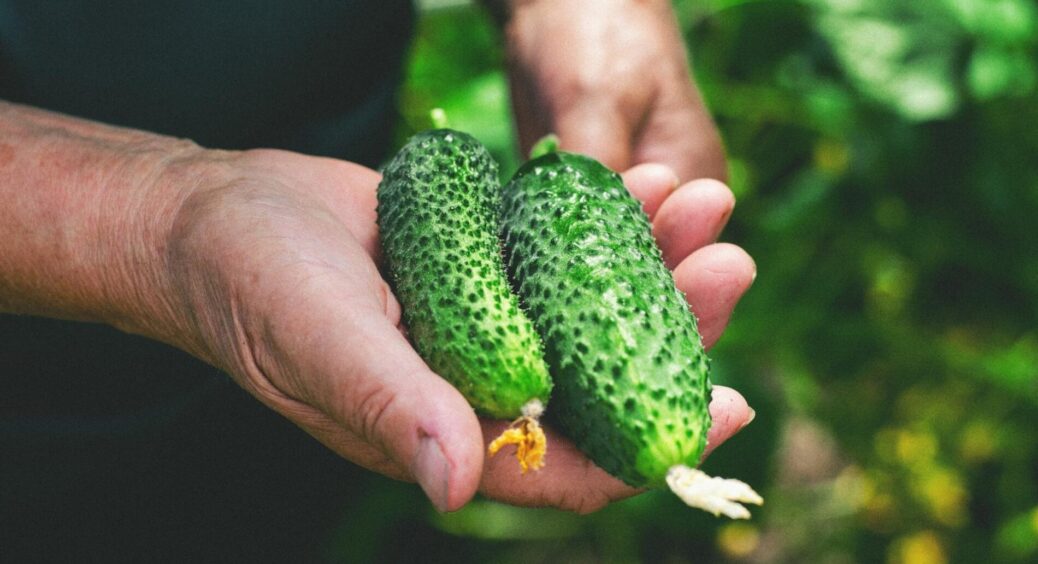 Куми кажуть, що таких огірків ще не їли: 2 сорти, які не міняю ні на які гібриди – виростають солодші за мед 