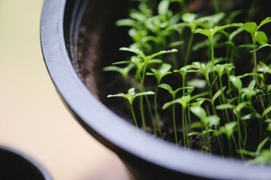 Садівники розповіли, які рослини саджають на розсаду в січні