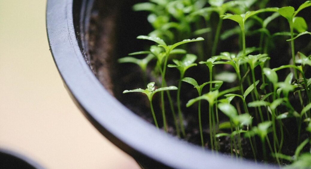 Знаю “золоте” правило січня: ці 5 рослин треба встигнути посадити на розсаду до початку лютого – не проґавте 