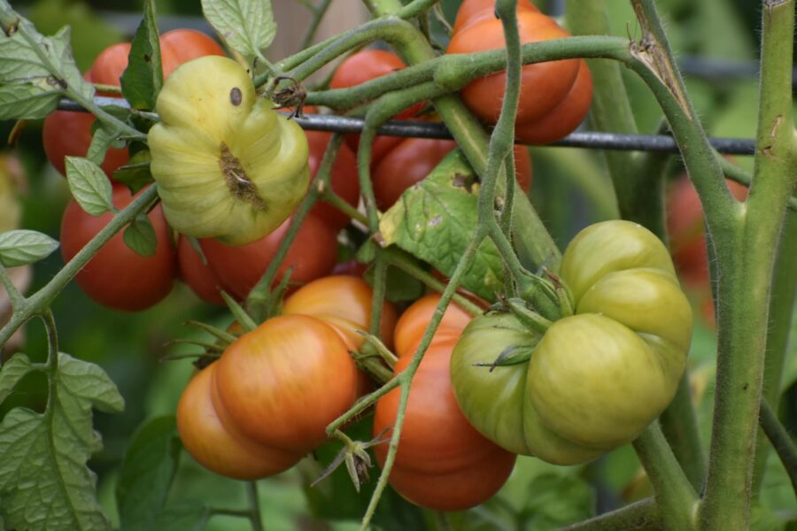Найврожайніші сорти помідорів