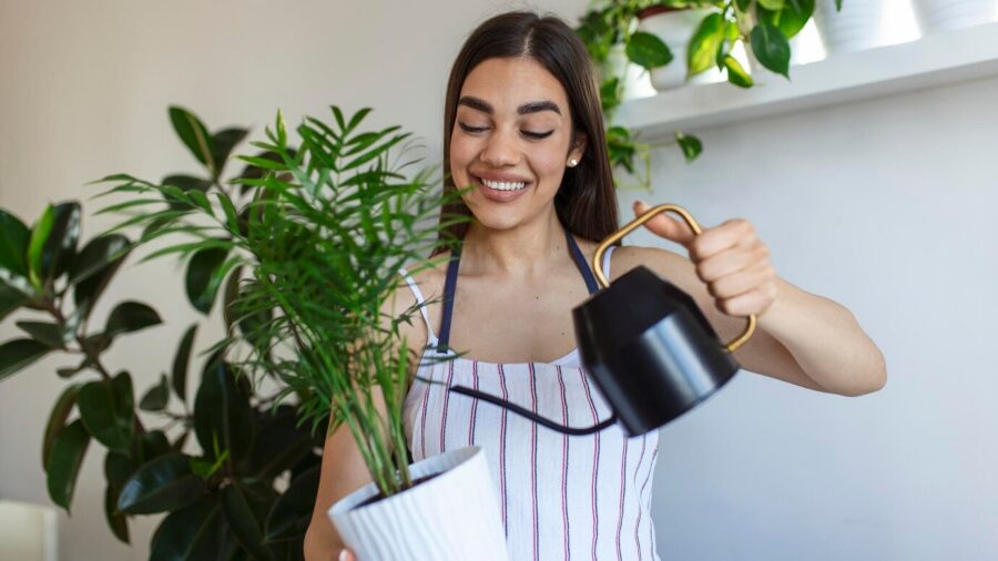 Садівники назвали найкраще добриво для кімнатних квітів