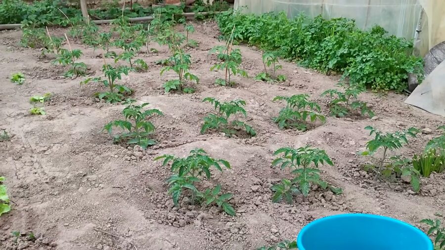 Городники розповіли, що покласти в лунку при висадці овочів