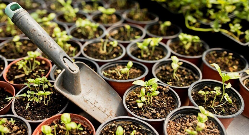 Обрала правильний розпушувач ґрунту, і мої рослини стали щасливими: 3 + 1 варіант природних матеріалів 