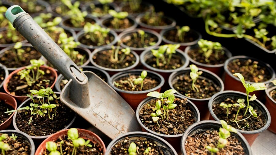 Аграрії підказали, чим краще розпушувати ґрунт для рослин