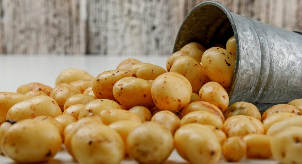 Збираю по 2 відра врожаю з куща: мій секрет — використання саме цього підживлення під час посадки картоплі 