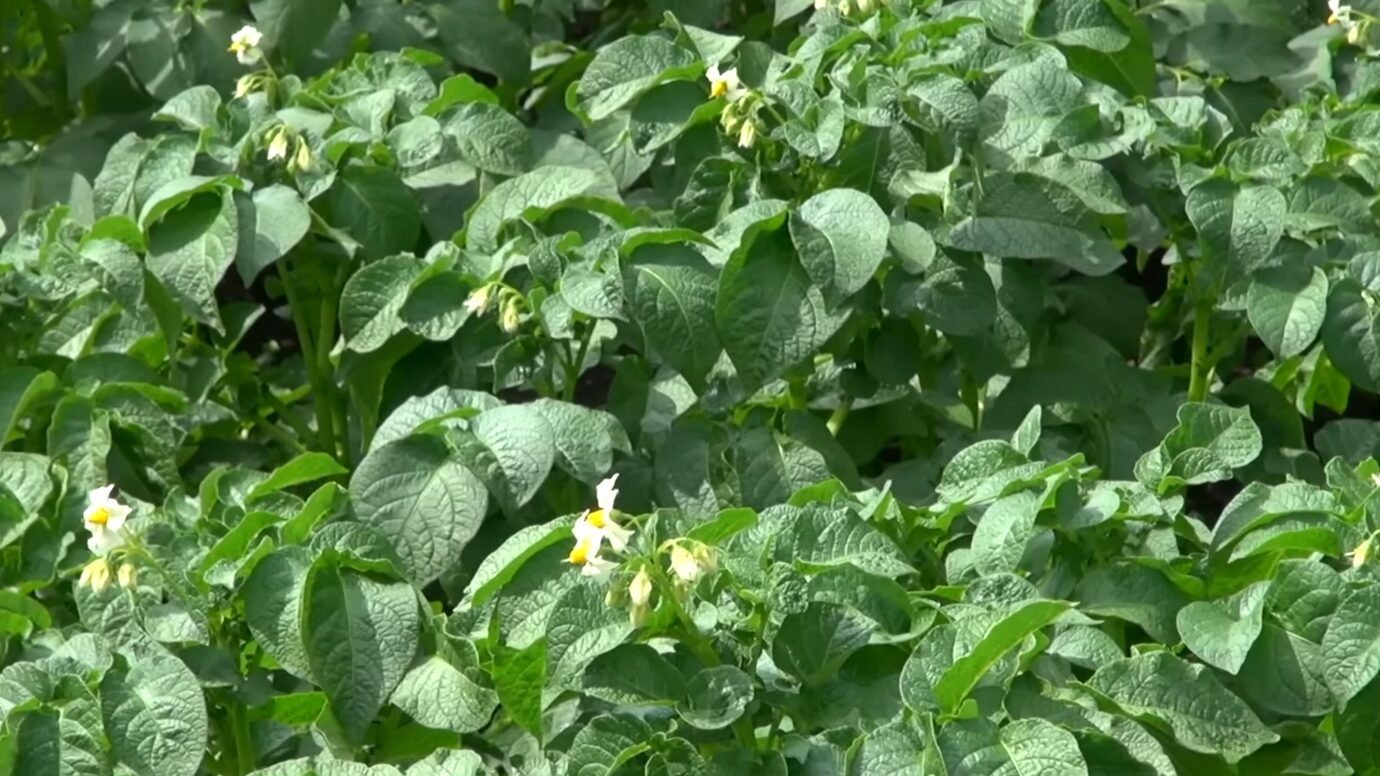 Фермери пояснили, чим підживлювати картоплю під час посадки для гарного врожаю