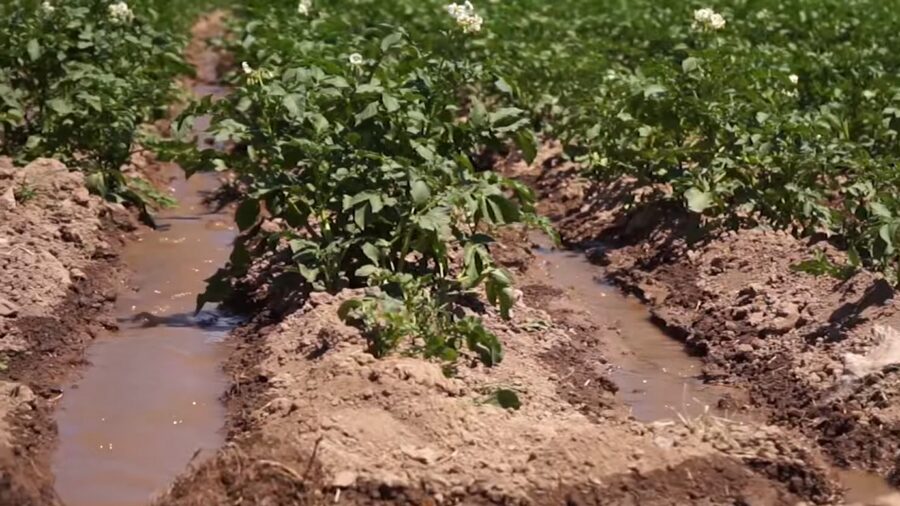 Агрономи розповіли, що потрібно додавати в лунку до картоплі при посадці Агрономи розповіли, що потрібно додавати в лунку до картоплі при посадці