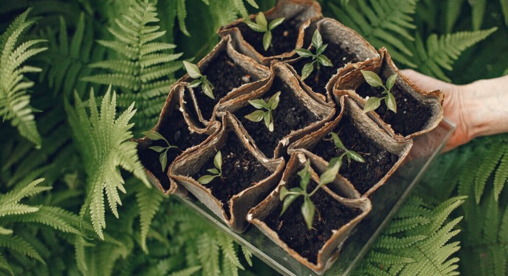 Моя розсада завжди ідеальна, а вся причина в землі: роблю ґрунт із 4 доступних під рукою компонентів 