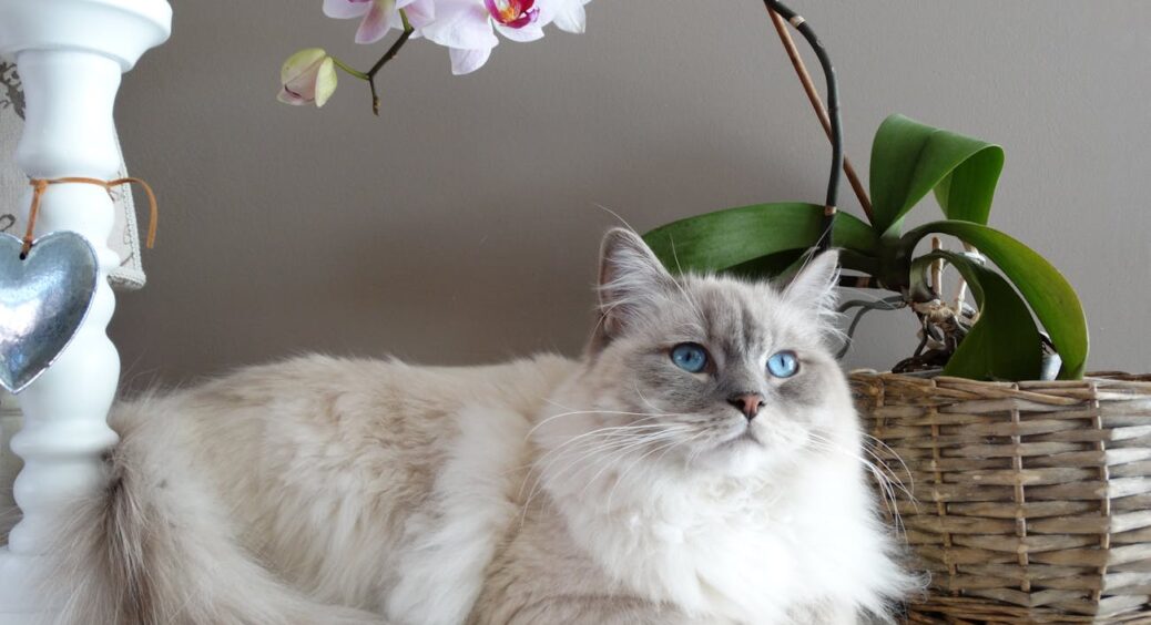 Кислота з ювелірною назвою — копійчаний засіб для найкрасивіших кімнатних квітів: орхідеї оживуть на очах 