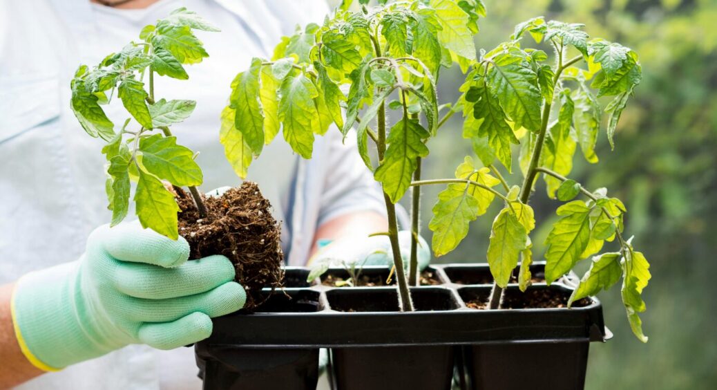 Поки у сусідки нерівномірні росточки, у мене все, як на дріжджах: 5 способів підживлення домашньої розсади 