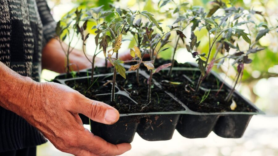 Експерти назвали головні помилки при вирощуванні розсади