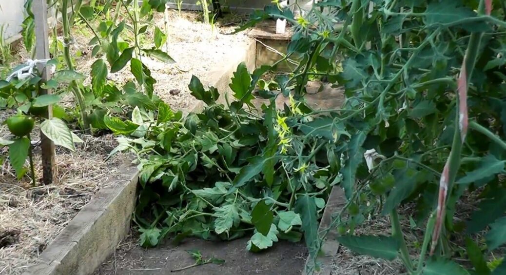 Бадилля помідорів не викидаю, а використовую для підживлення городу: 4 ідеї, які гарантують чудовий врожай 