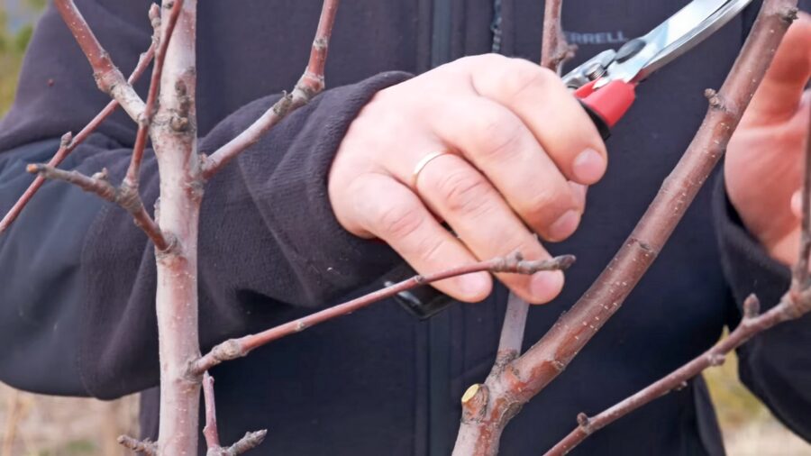 Садівники розповіли, які дерева обовʼязково потрібно обрізати в серпні Садівники розповіли, які дерева обовʼязково потрібно обрізати в серпні