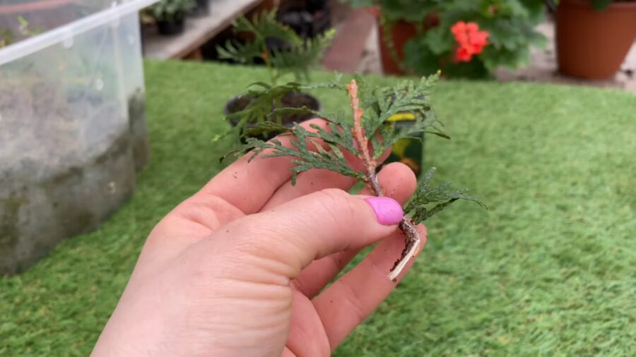 Городники назвали простий спосіб вкорінення живців