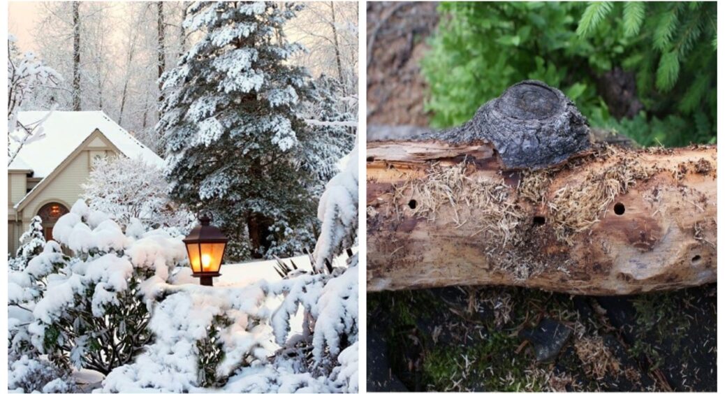 Хто причаївся на вашій дачі й завдає шкоди: головні зимові загрози, про які потрібно знати, щоб позбутися 