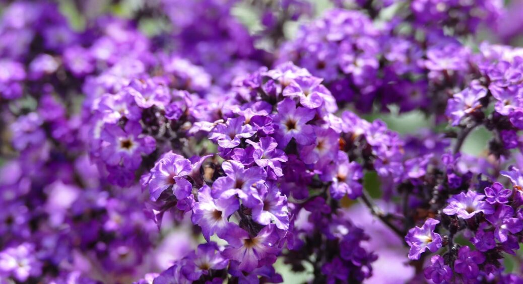 Мій сад сусідки називають “ванільною мрією”: я просто посадила ці квіти – пахнуть випічкою на весь двір 