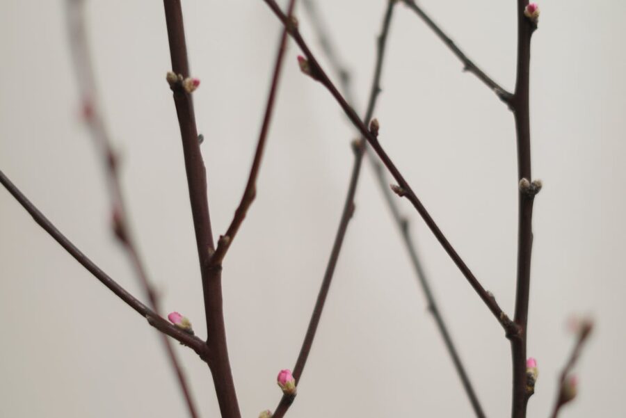 Як захистити рослини під час аномально теплої зими