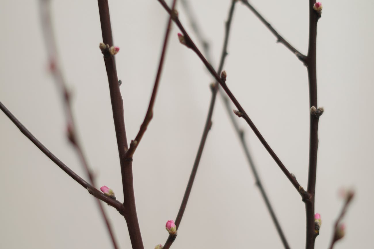 Як захистити рослини під час аномально теплої зими