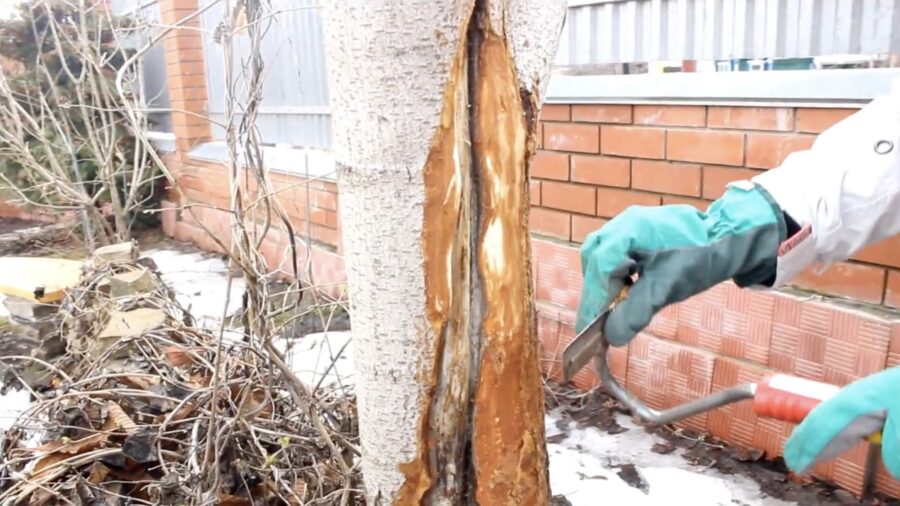 Садівники розповіли, як зберегти дерево з пошкодженою корою