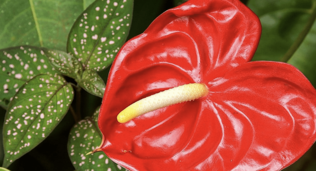 Ідеальні для посадки на зиму в будь-якій оселі: 5 рослин, які точно зацвітуть в квартирі з сухим повітрям 