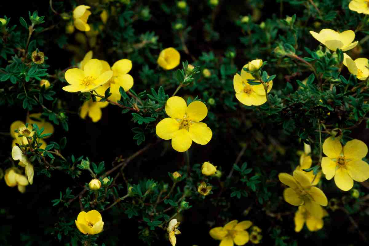 Садівники розповіли, яка квітка найкраще підійде для вирощування в домашньому садку – порада