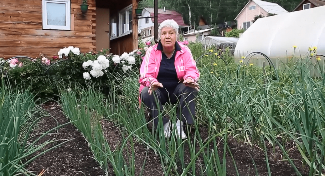 1 грам на літр – і розсада цибулі “Ексібішн” росте як на дріжджах: голівки солодкі і виростають по кілограму 