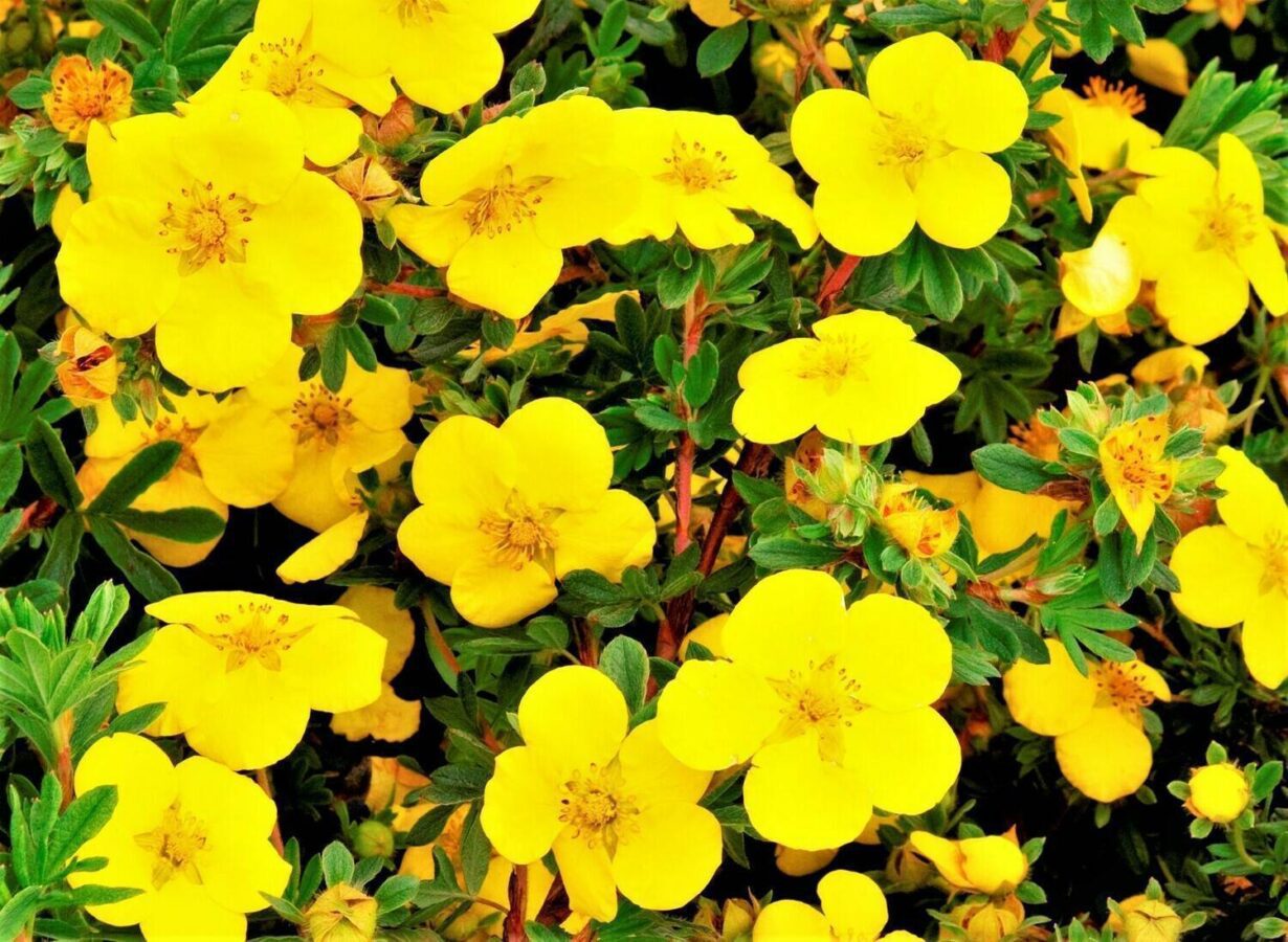 Садівники розповіли, яка квітка найкраще підійде для вирощування в домашньому садку – порада