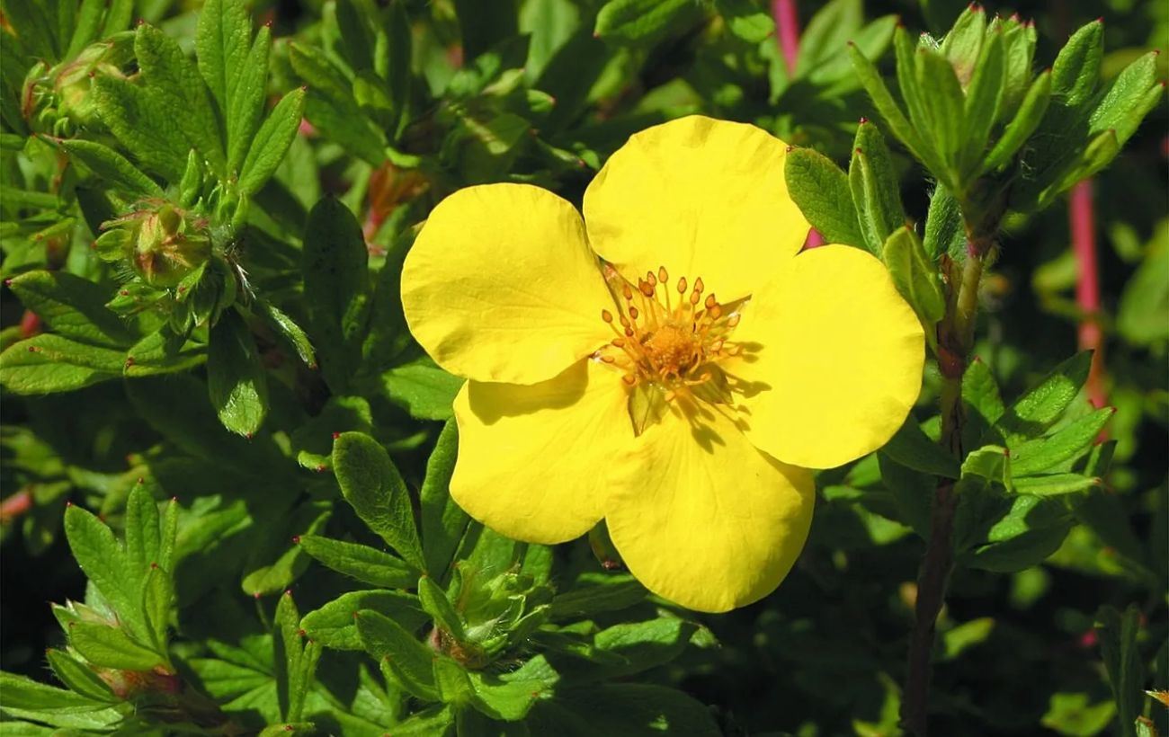 Красива та проста у догляді рослина для саду