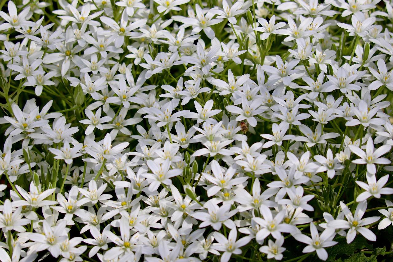 Ця одна невибаглива багаторічна весняна квітка неодмінно стане чудовим вибором для вашого розкішного саду