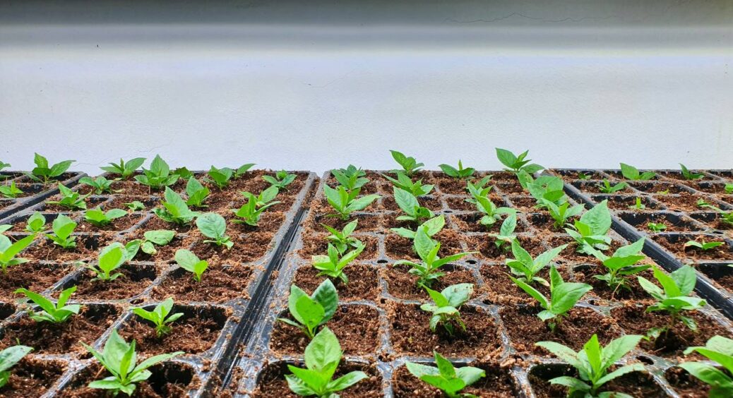 Сусідка-агроном поділилася секретом міцної розсади: 1 “кругляшок” з аптечки – і стебла товсті, як олівці 