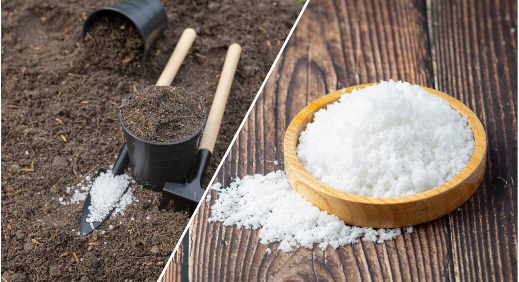 6 лайфхаків з сіллю, про які мовчать виробники добрив: номер 3 – і буряки вродять так щедро, як ніколи 