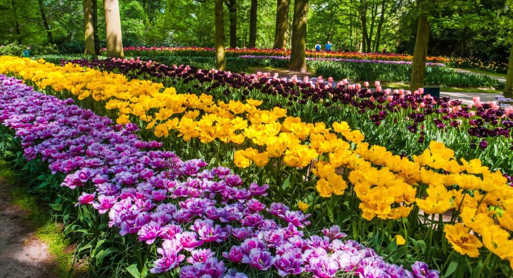 Піони, іриси й флокси “засинають” неправильно – і помирають: ось як укласти квіти спати по-науковому 