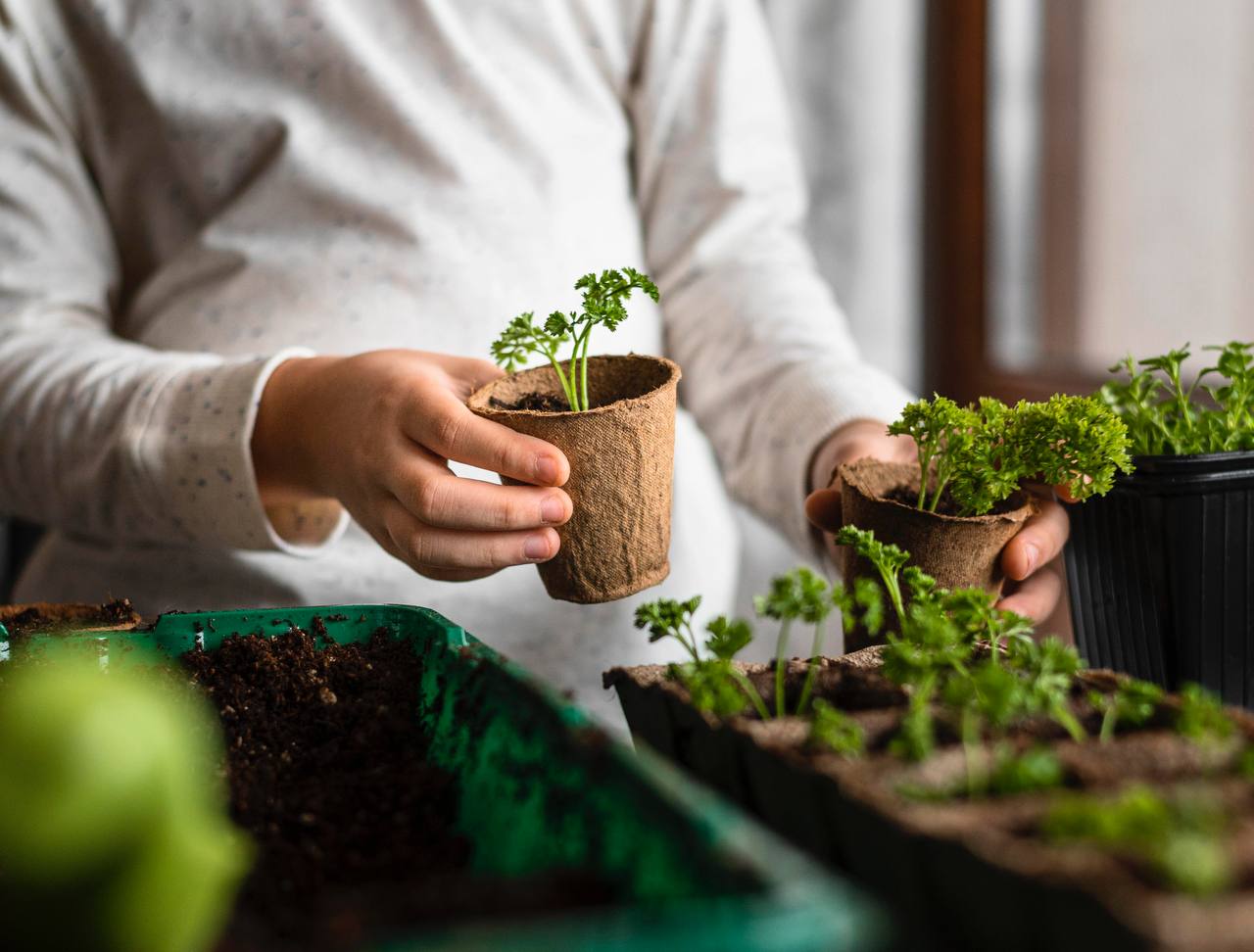 Досвідчені садівники розповіли, як правильно покращити схожість насіння