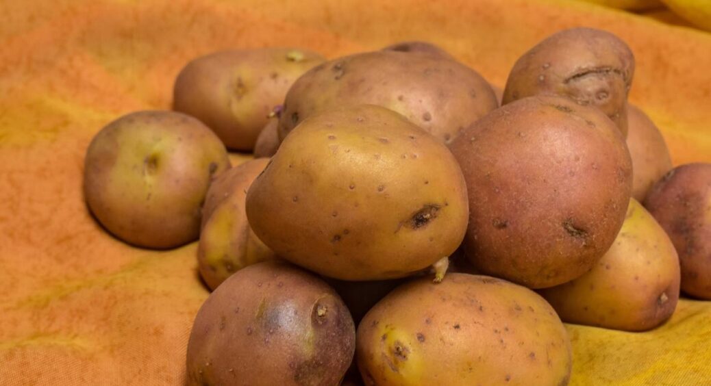 Коркові пробки від вина кладу у ящики з картоплею – стоїть суха й без парші, жодної гнилі на всі 100% врожаю 