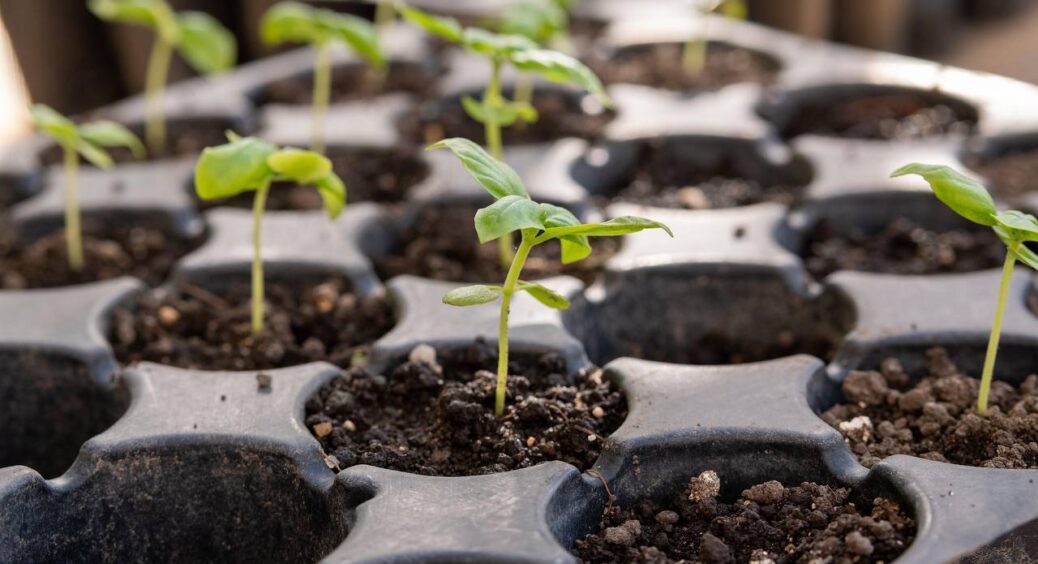 Фітолампу виставила на ОLX, бо знайшла дешевший і кращий варіант: розсада задоволена, і гроші зекономила 