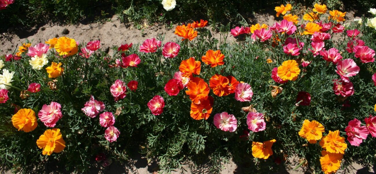 Експерти назвали квітку для вирощування в саду, яка відрізняється пишним цвітом і витривалістю