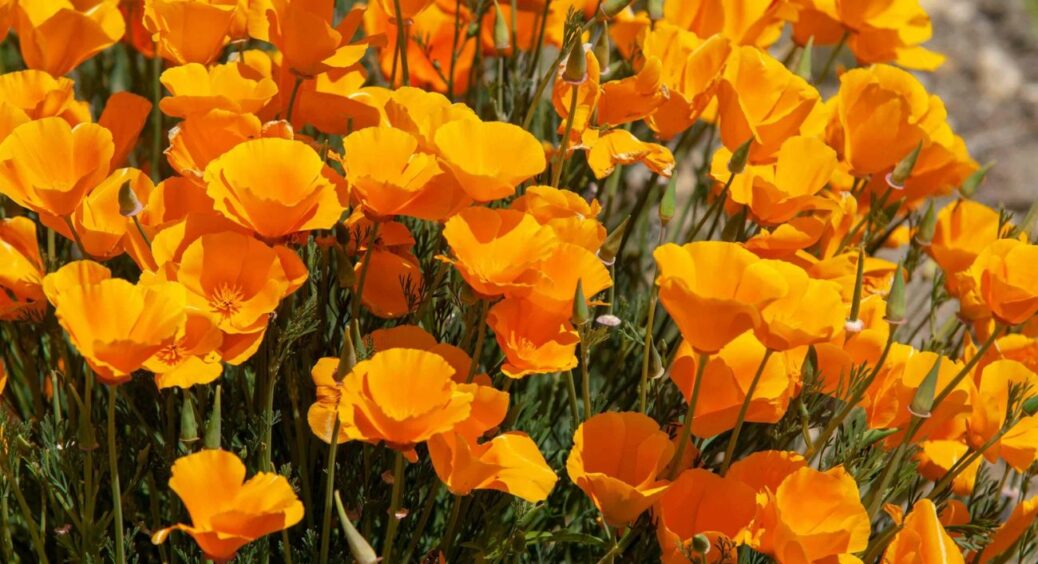 Ця квітка виросте навіть у бетоні, а викопувати на зиму її не потрібно: і в -30 радує око яскравими фарбами 