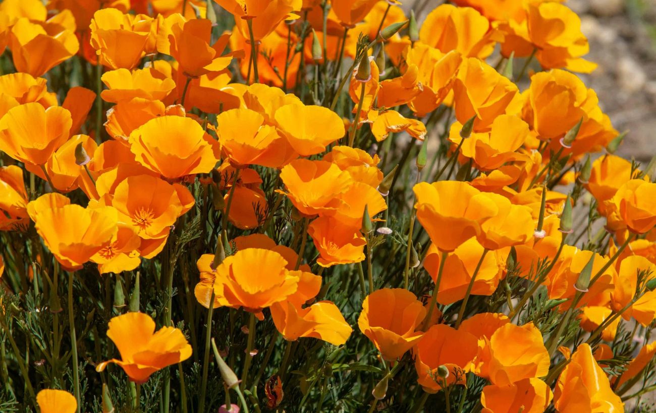 Найкраща квітка для садової клумби