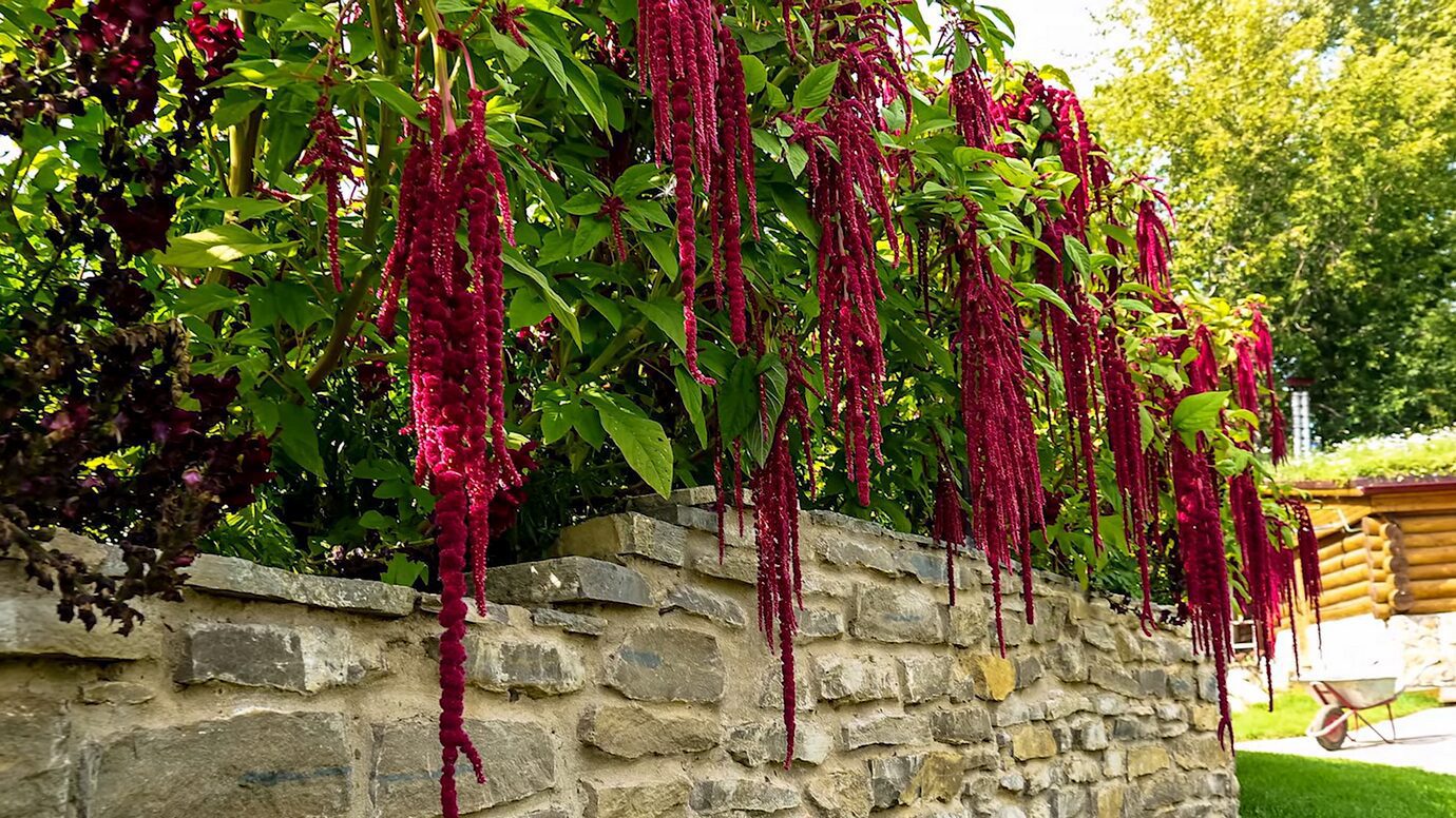 Квітникарі назвали рослину, яка ідеально підходить для домашньої клумби