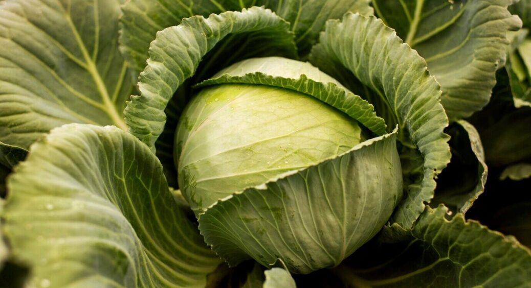 Від цих 2 підживок капуста росте як на дріжджах: сусіди не хочуть вірити, що такий врожай вимахує без хімії 