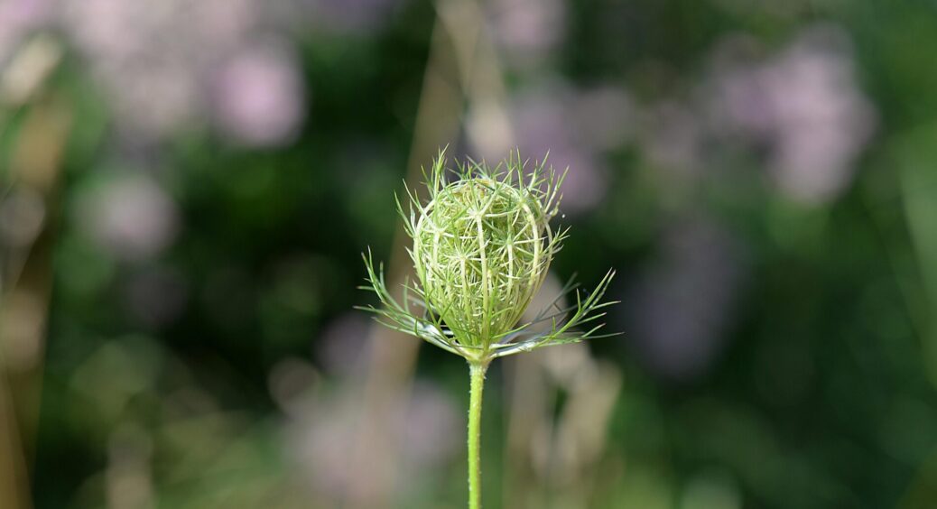 Бабуся “проганяє” мух з ділянки завдяки цим рослинам: ростуть і “працюють” – оце справжнє еко-садівництво 