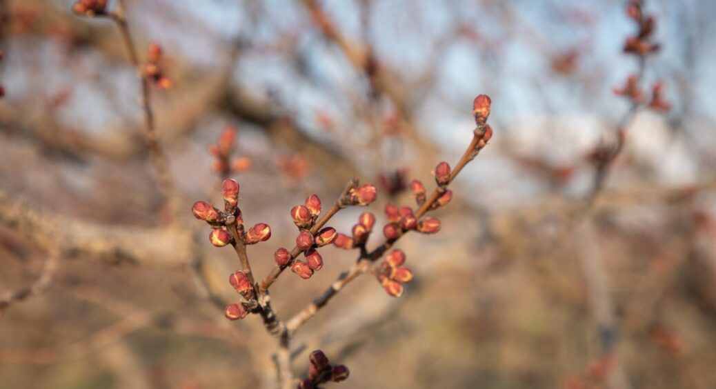 Зима була теплою, тому цьогоріч обробляю сад цими засобами: не даю “примхам” природи знищити врожай 