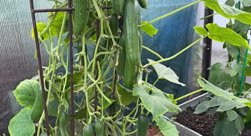 Будь-які сорти огірків будуть родити, як скажені: секретний трюк — у простій підгодівлі, яку всі викидають 